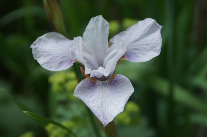 swirling lavender